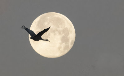 Sandhill Crane and Full Wolf Moon