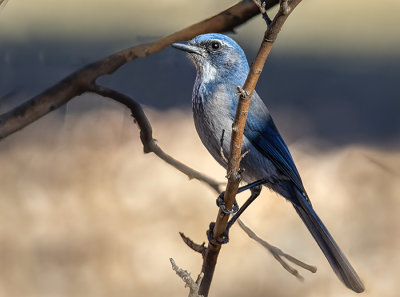 Woodhouse Scrub Jay