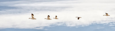 Majestic Flight