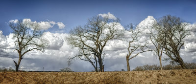 Winter Skies and Naken Cottonwoods