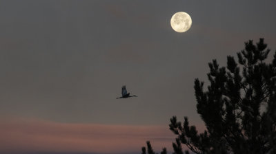 Full Wolf Moon and Sandhill Crane