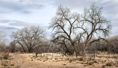 Winter Doldrums in the Bosque
