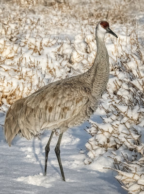 Poised, Even in the Snow