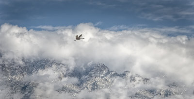 Lofty Flight 