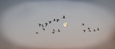Last Flight Out of Town
