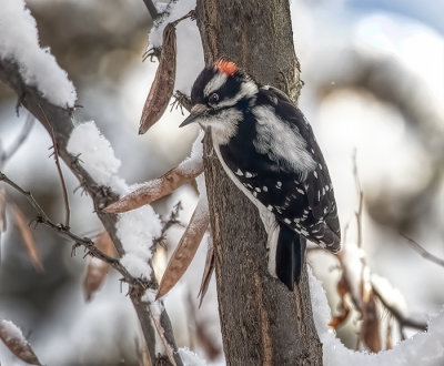 Downy Woodpecker
