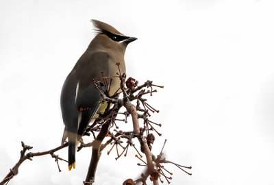 Cedar Waxwing