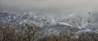 Frosty Morning Flight