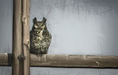 Great Horned Owl