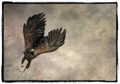 Harris Hawk