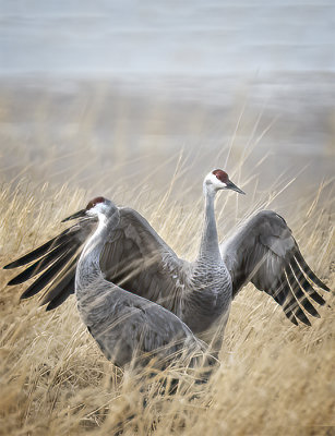 Crane Went a Courtin'