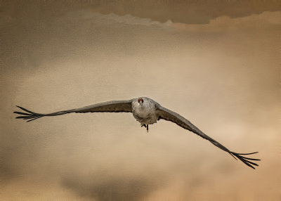 Lone Crane