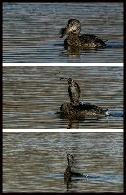 Pied Billed Grebe