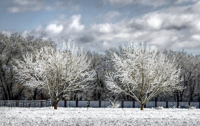Winter Twins