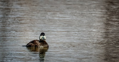 American Widgeon