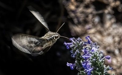 Hummingbird Moth at the Catnip