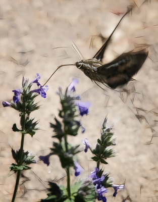 White-lined Sphinx Moth