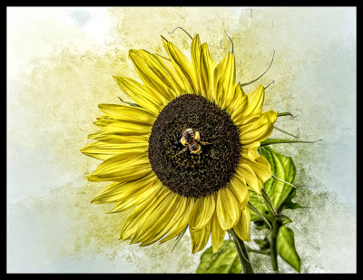 Saras Sunflower
