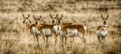 Pronghorn Antelope