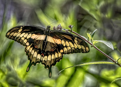 A Moth & A Few Butterflies