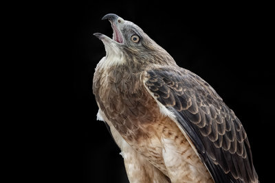 Swainsons Hawk