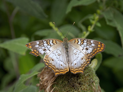 A Moth & A Few Butterflies