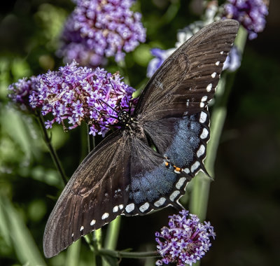 A Moth & A Few Butterflies