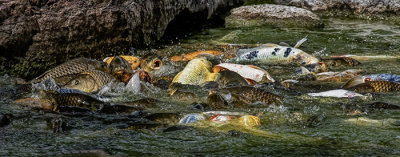Food Fight!