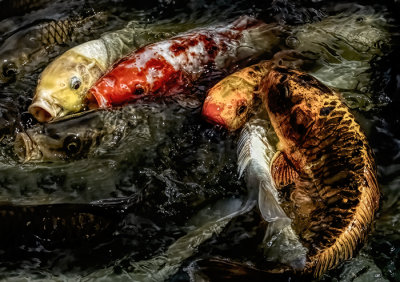 Koi Party