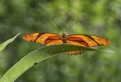 A Moth & A Few Butterflies