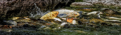Koi Party