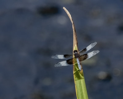 Widow Skimmer Dragonfly