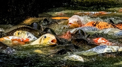 Still Party Time at the Pond