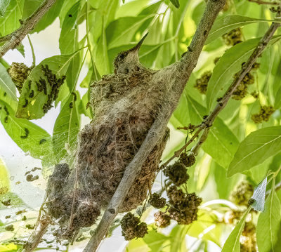 Juvenile Black Chinned Hummingbird