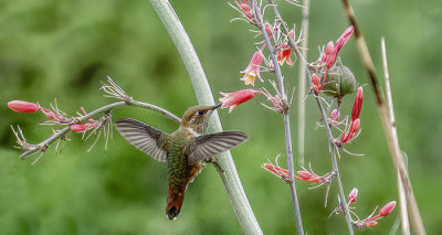 Rufous Hummingbird