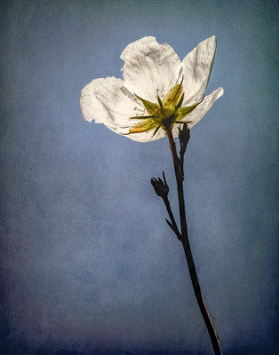 Summer Poppy