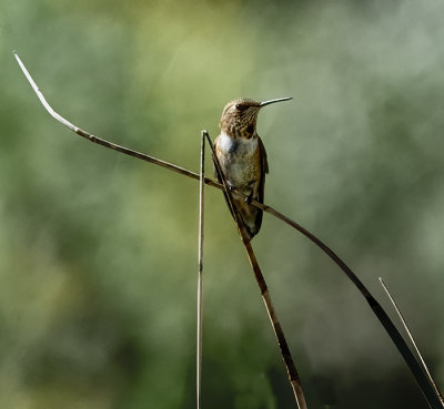 Rufous Hummingbird