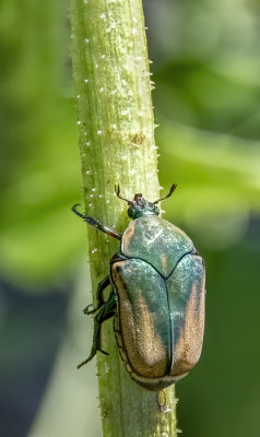 Colorful Figeater Beetle