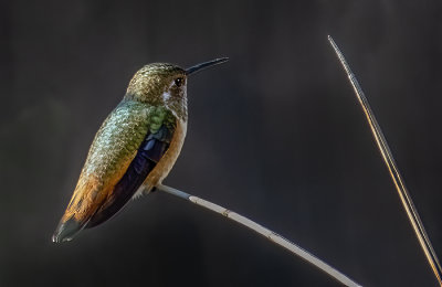 Rufous Hummingbird
