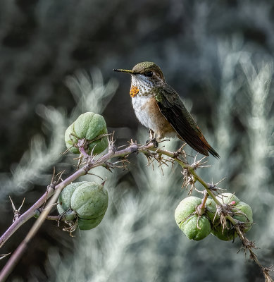 Rufous Hummingbird