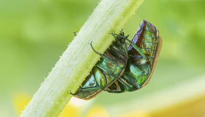 Playful Figeater Beetles