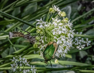 Figeater Beetle