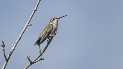Garden Watcher - Black Chinned Hummer