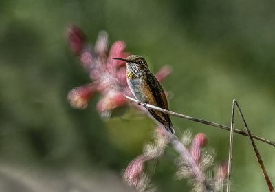 Garden Watcher - Rufous Hummer