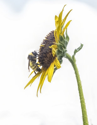 Summer Sunflowers