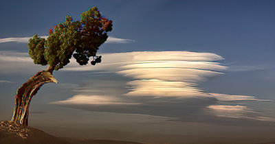 Juniper Pine & Lenticular Clouds