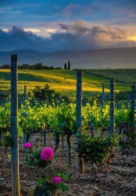 Roses in the Vineyards