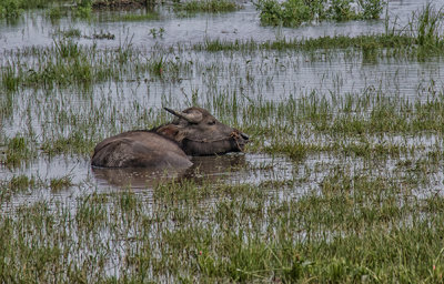 Asian Buffalo