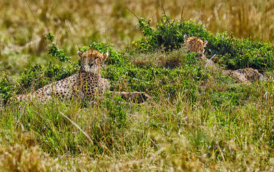 Cheetah: Mother & Young
