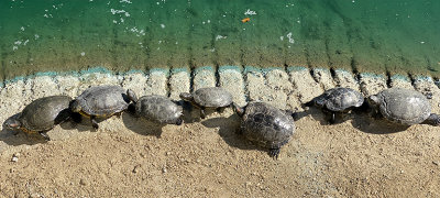 Turtles Sunning on the Bank
